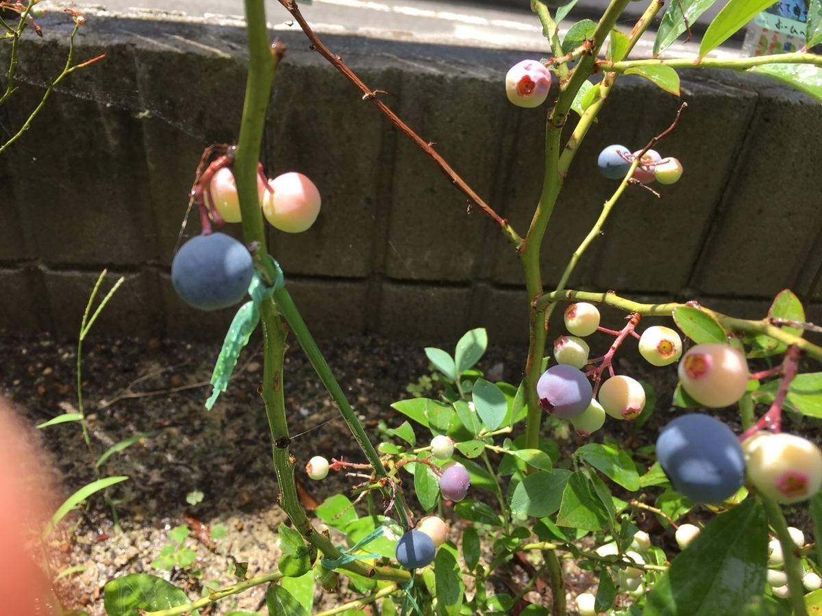 f:id:meguharuo:20200805222559j:plain f:id:meguharuo:20200805222559j:plain