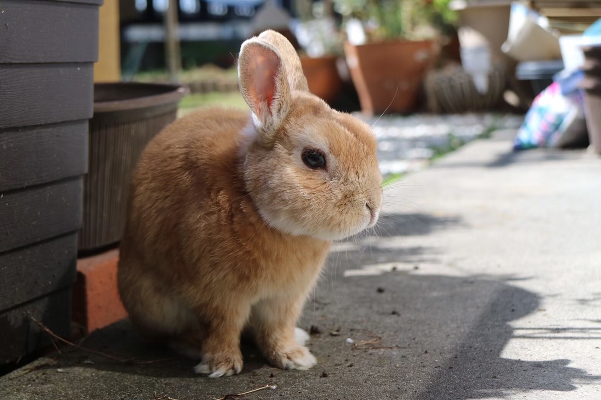 うさぎと赤ちゃんのいる生活 お互いの存在に興味を持ち始めた話 子育て記録あれやこれ うさぎと赤ちゃんのいる生活 お互いの存在に興味を持ち始めた話 子育て記録あれやこれ