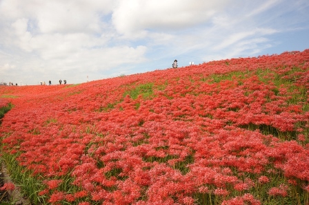 秋の絶景に異変？矢勝川堤の彼岸花が告げる「遅れる赤」と観光地の新たな挑戦