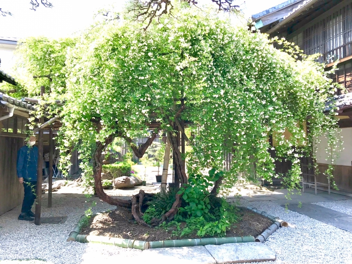 赤ちゃん・子どもと行ける萬三の白モッコウバラ祭で期間限定で公開される半田市の国登録有形文化財である小栗家住宅の庭にある白モッコウバラの木
