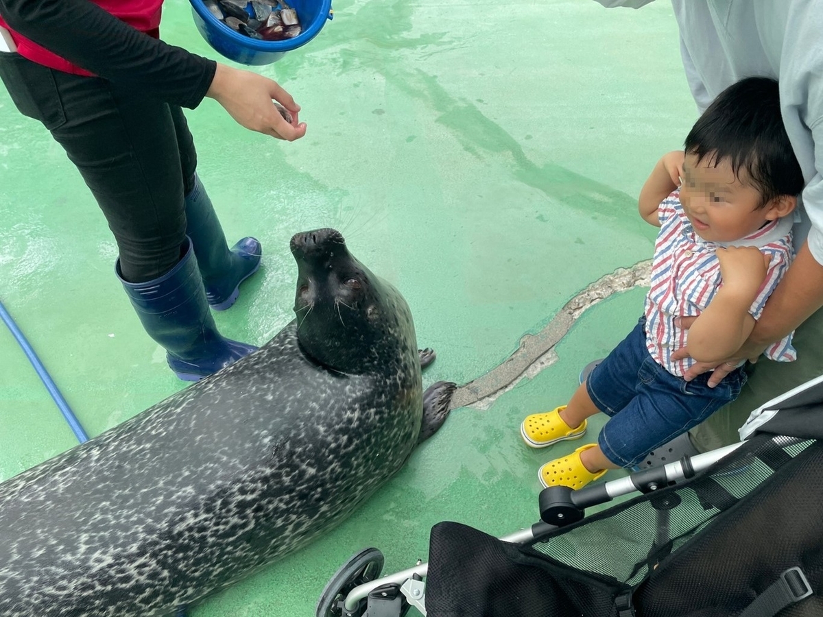 三重県伊勢市二見町にある伊勢シーパラダイスの海獣広場でエサをもらうゴマフアザラシ
