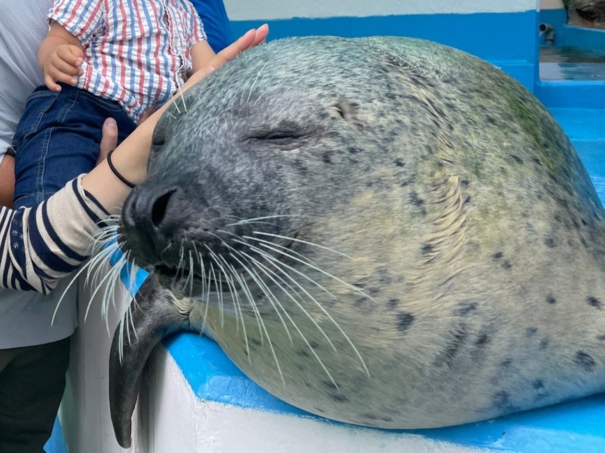 子どもの遊び場｜アザラシやセイウチとふれあい体験！伊勢シー