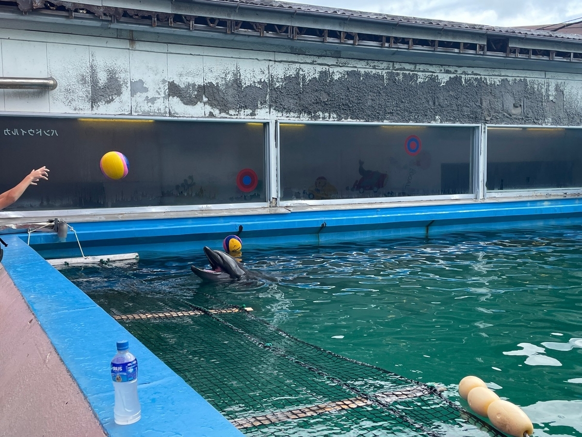 三重県伊勢市二見町にある伊勢シーパラダイスの海獣広場にあるイルカプールでボール投げをしてあそぶイルカ