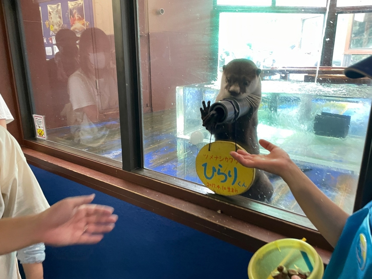 三重県伊勢市二見町にある伊勢シーパラダイスで行われたツメナシカワウソとの握手イベント