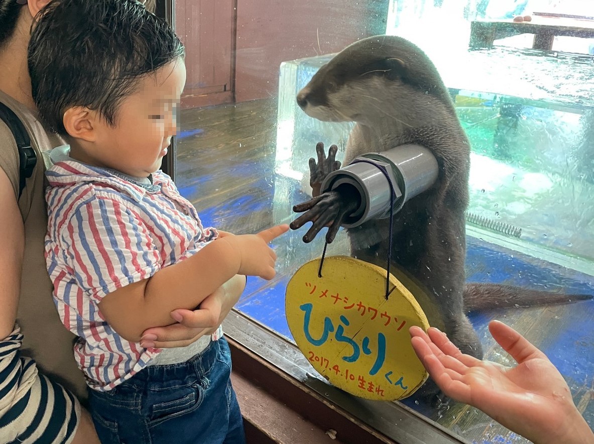 三重県伊勢市二見町にある伊勢シーパラダイスでツメナシカワウソと握手する男児