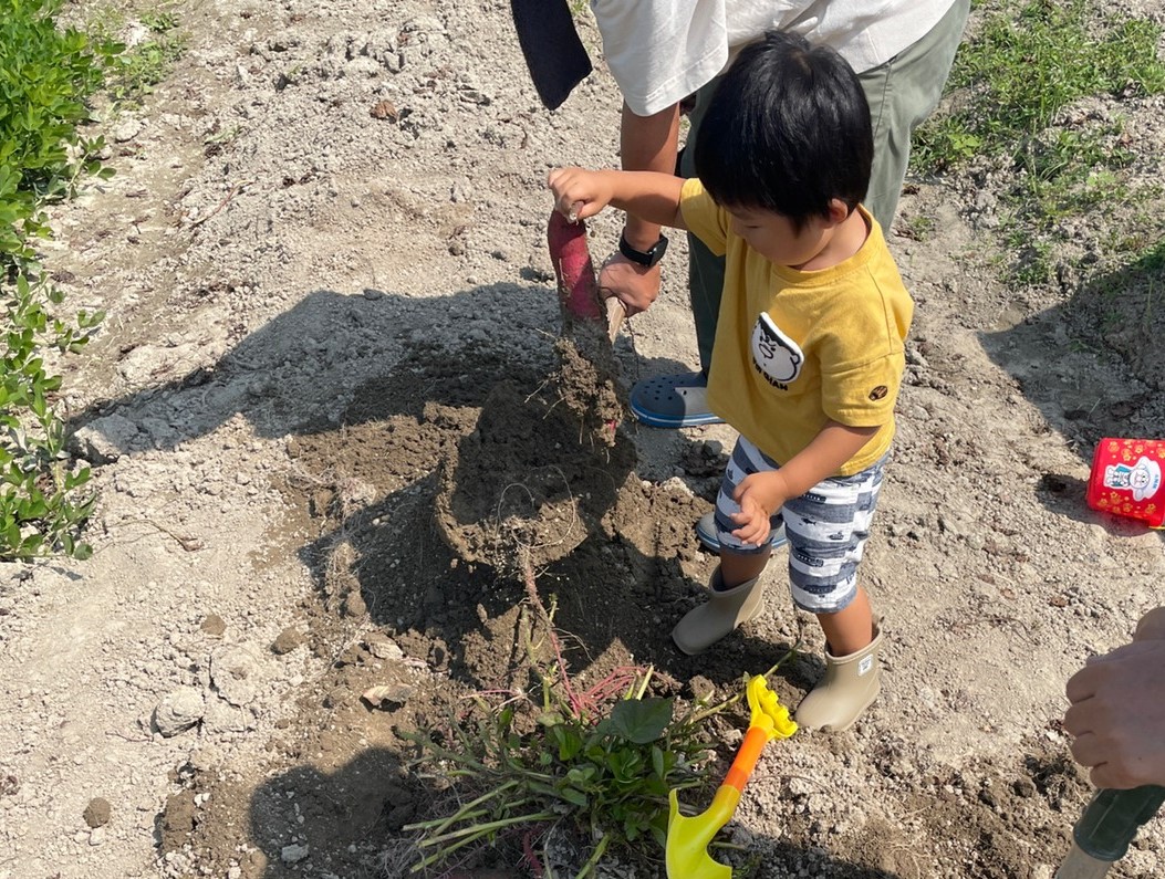 さつまいも堀りでとれたさつまいもをもつ男児