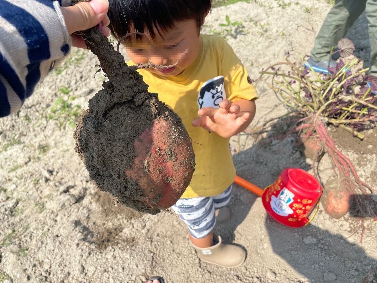 さつまいも堀りで顔と同じサイズのさつまいもがほれた瞬間