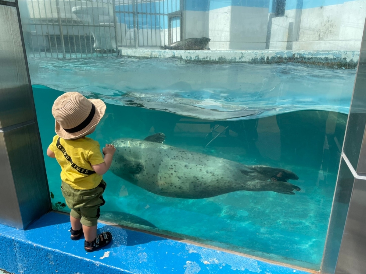 愛知県南知多町にある南知多ビーチランドのゴマフアザラシの水槽を眺める男児