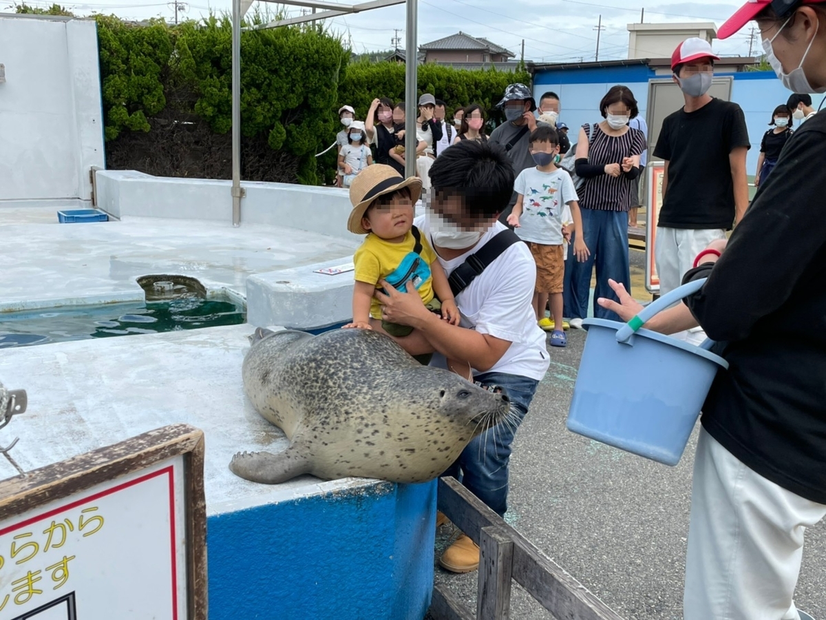 愛知県南知多町にある南知多ビーチランドのふれあい体験、ゴマフアザラシにタッチする親子