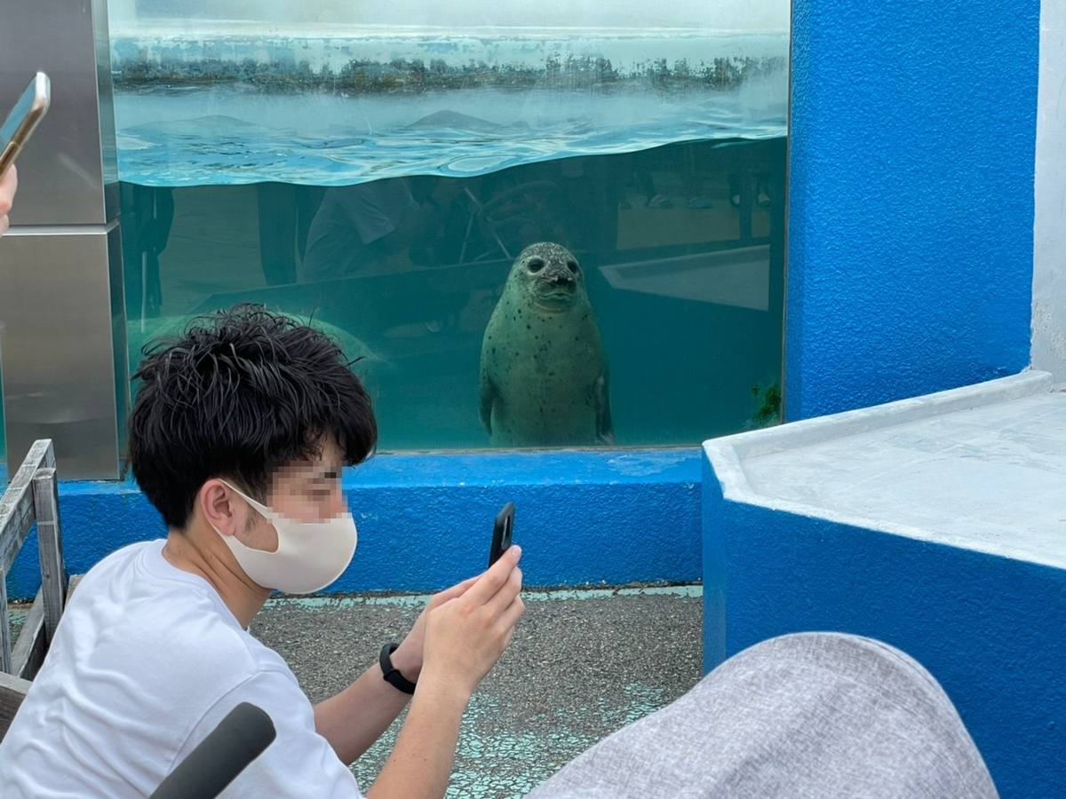 愛知県南知多町にある南知多ビーチランドのゴマフアザラシの水槽