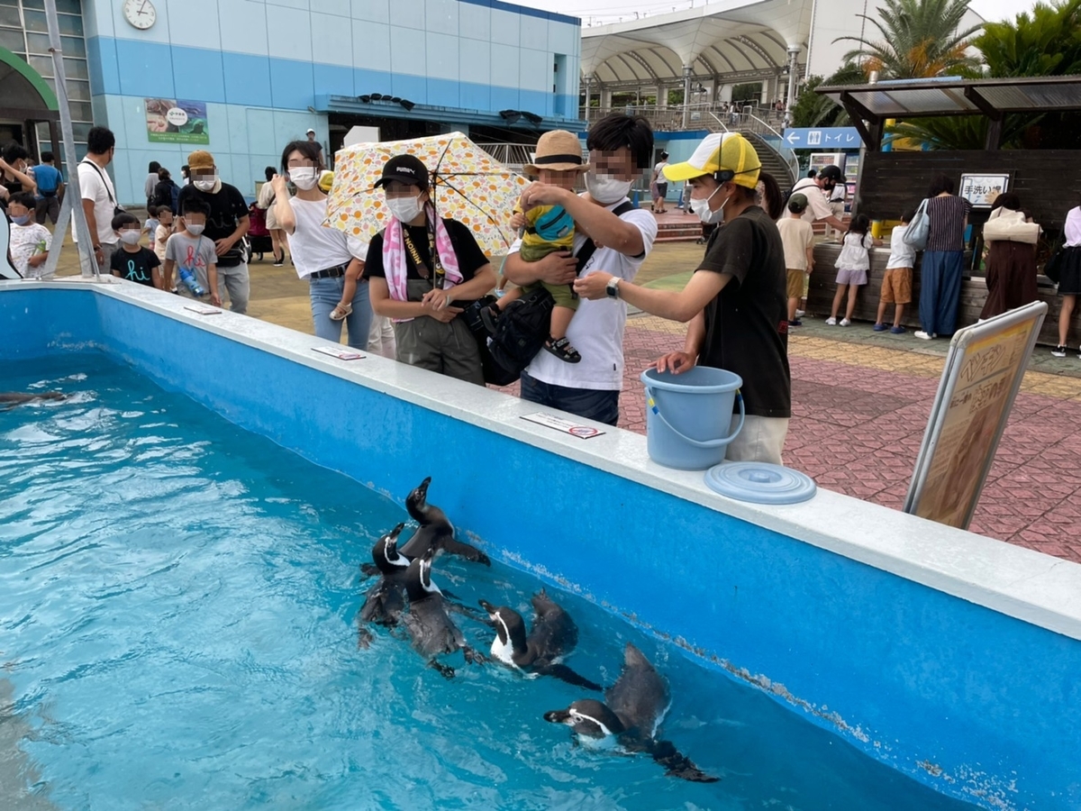 愛知県南知多町にある南知多ビーチランドのふれあいイベント「ペンギンのエサやり」体験の様子