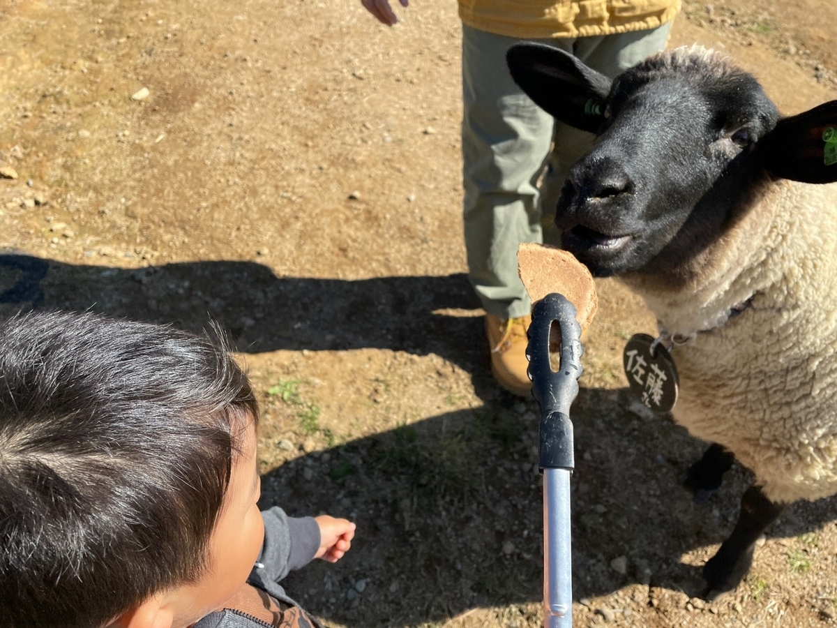 岐阜県郡上市のひるがの高原にある「牧歌の里」の動物ふれあい体験・羊のえさやり体験をする男児