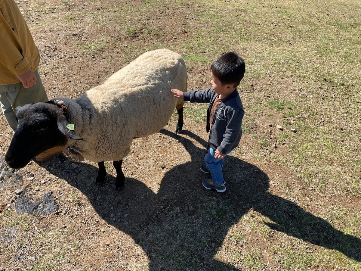 岐阜県郡上市のひるがの高原「牧歌の里」の動物ふれあい体験でサフォーク種の羊に触る男児