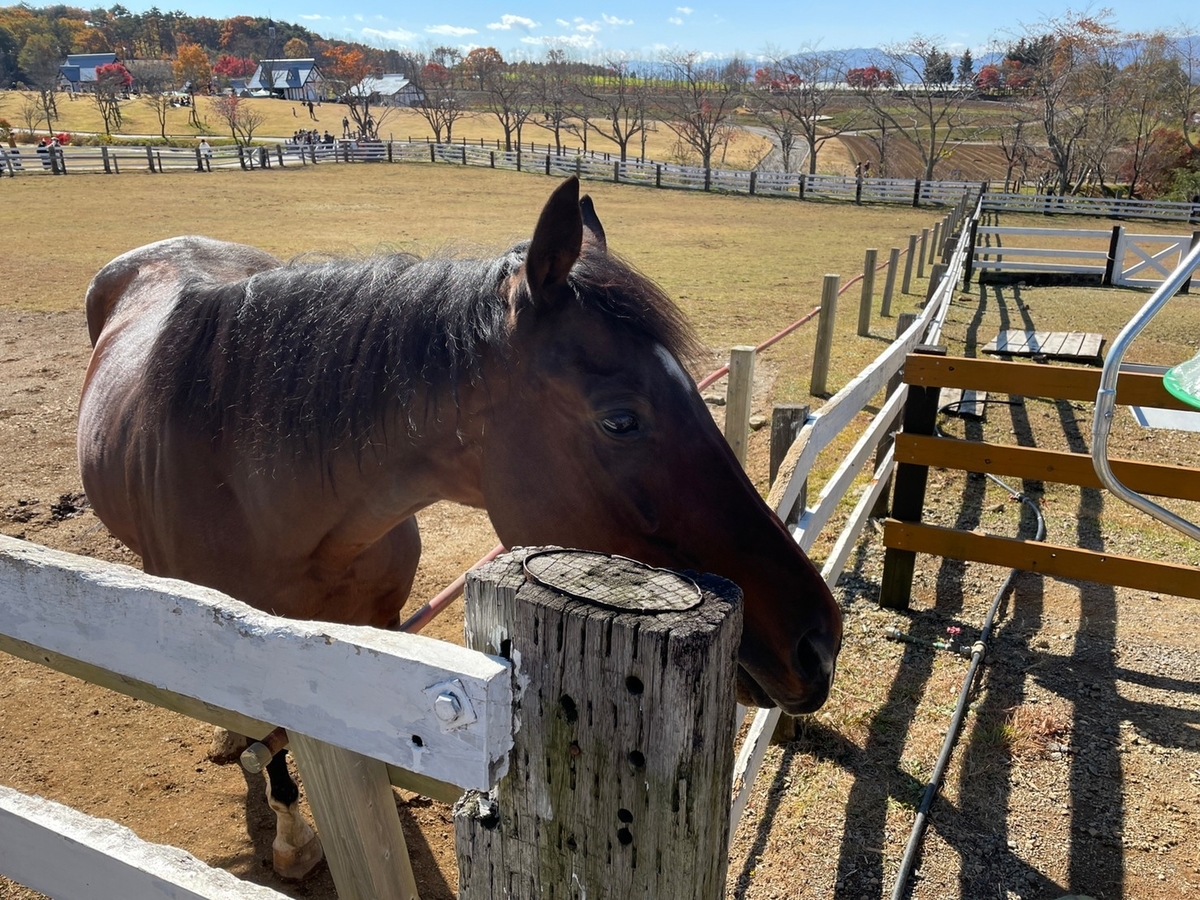 岐阜県郡上市のひるがの高原「牧歌の里」の動物ふれあい体験ができる馬・元競走馬のエタンダール