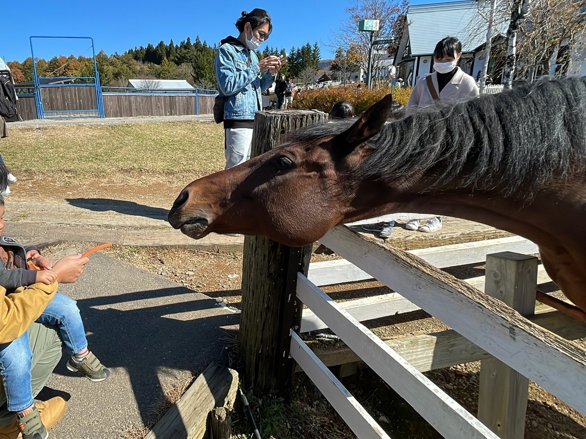 岐阜県郡上市のひるがの高原「牧歌の里」の動物ふれあい体験ができる馬・元競走馬のエタンダールへえさやりする様子