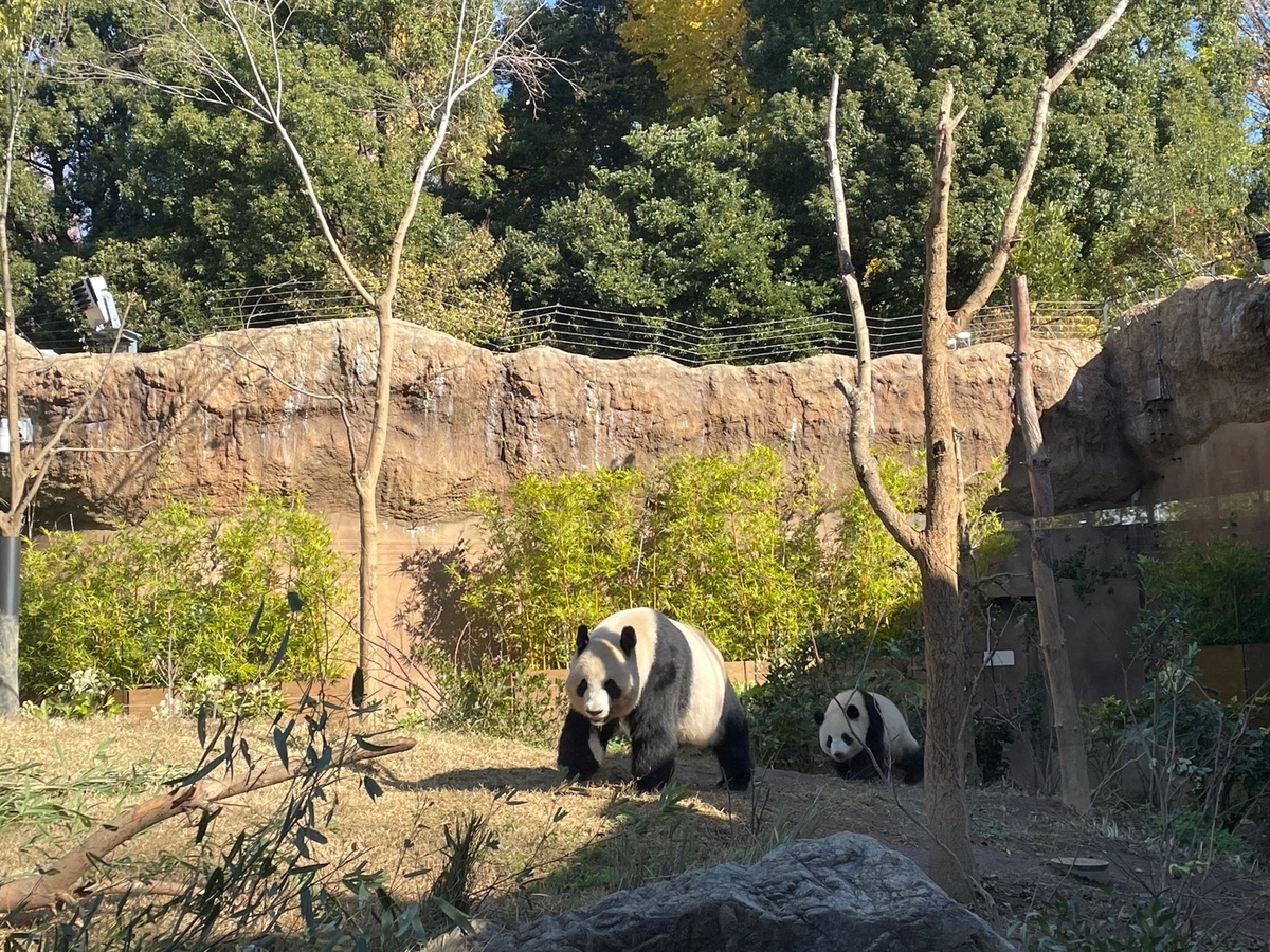 上野動物園のパンダのもり