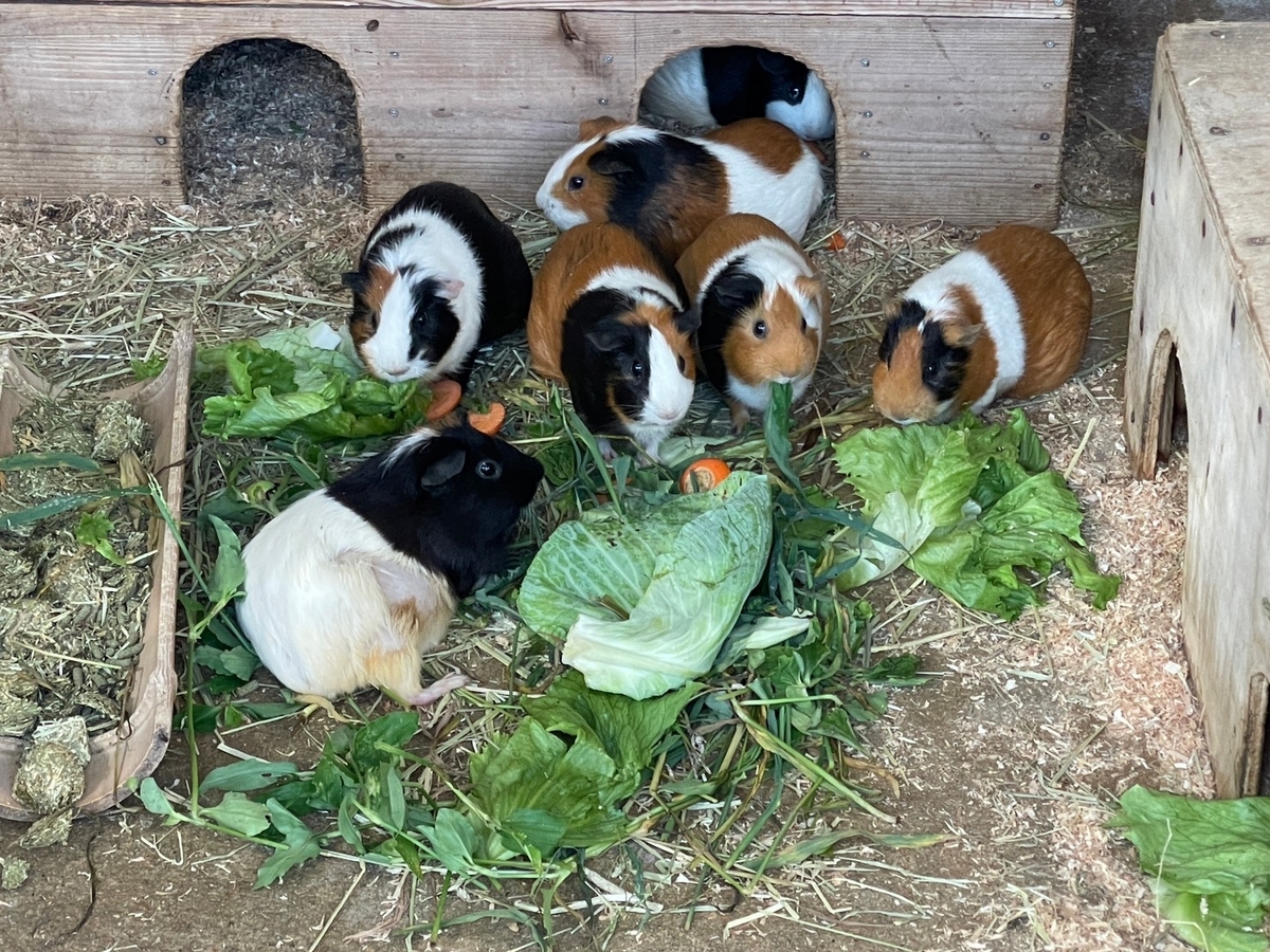 愛知県田原市にある子どもが遊べる遊具や動物と触れ合える農業体験公園「サンテパルクたはら」の小動物園