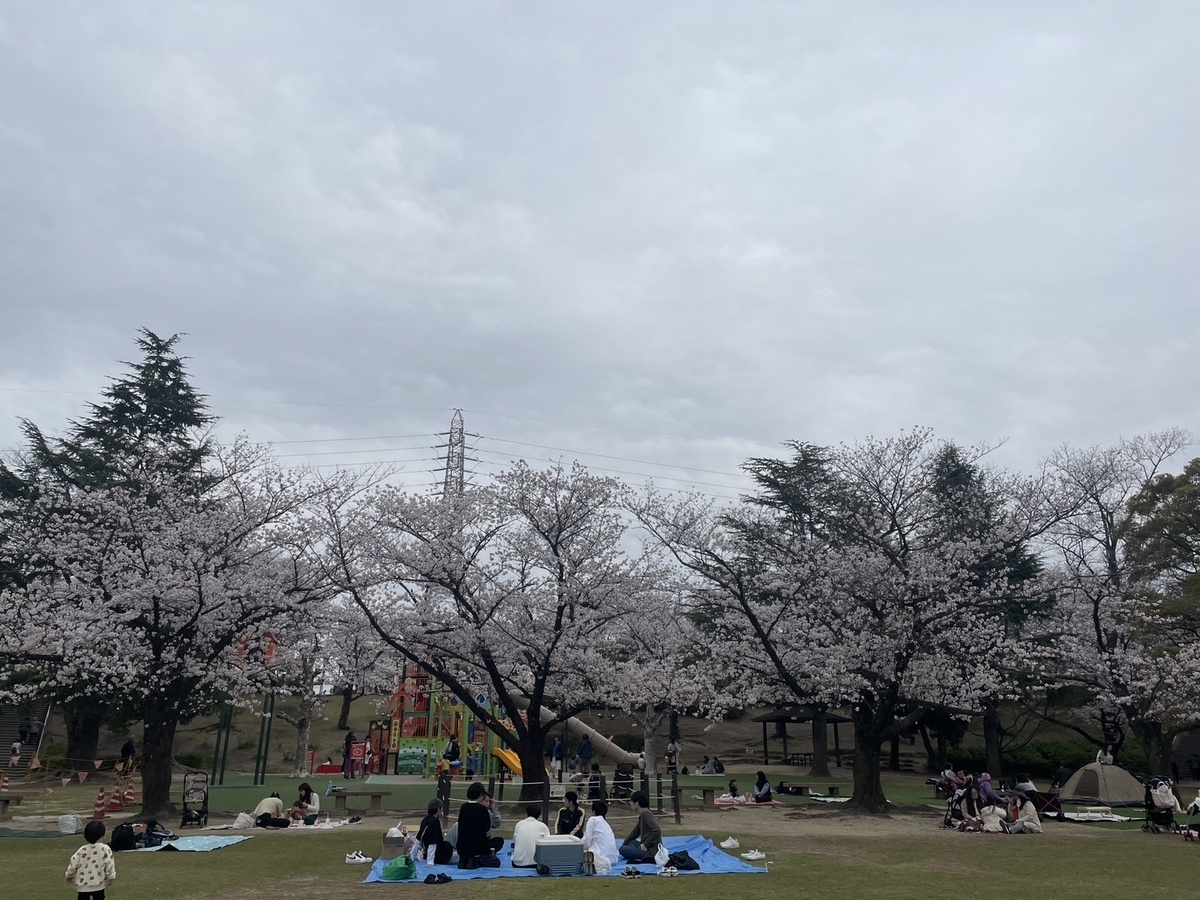 知多半島の桜の名所2024・東海市の大池公園桜まつりの様子