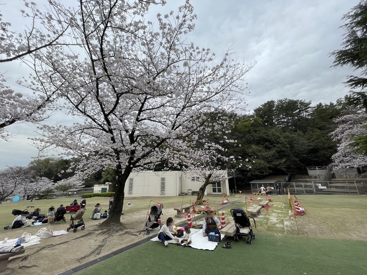 知多半島の桜の名所2024・東海市の大池公園桜まつりの遊具のある広場