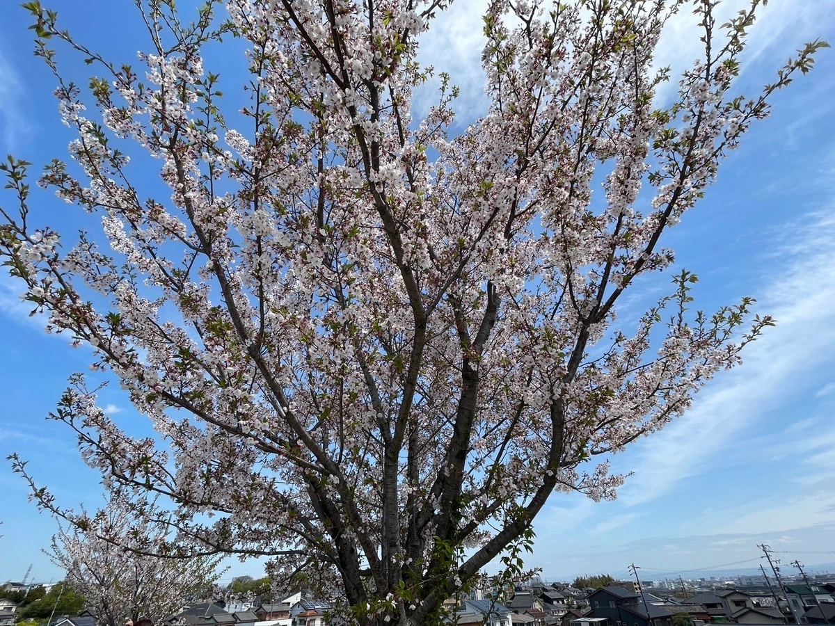 知多半島の桜の名所2024・東浦町にある水遊びも遊具も芝滑りもできる三丁公園