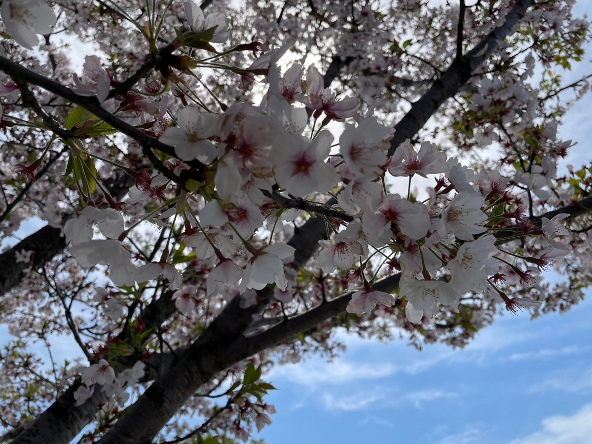 知多半島の桜の名所2024・東浦町にある水遊びも遊具も芝滑りもできる三丁公園