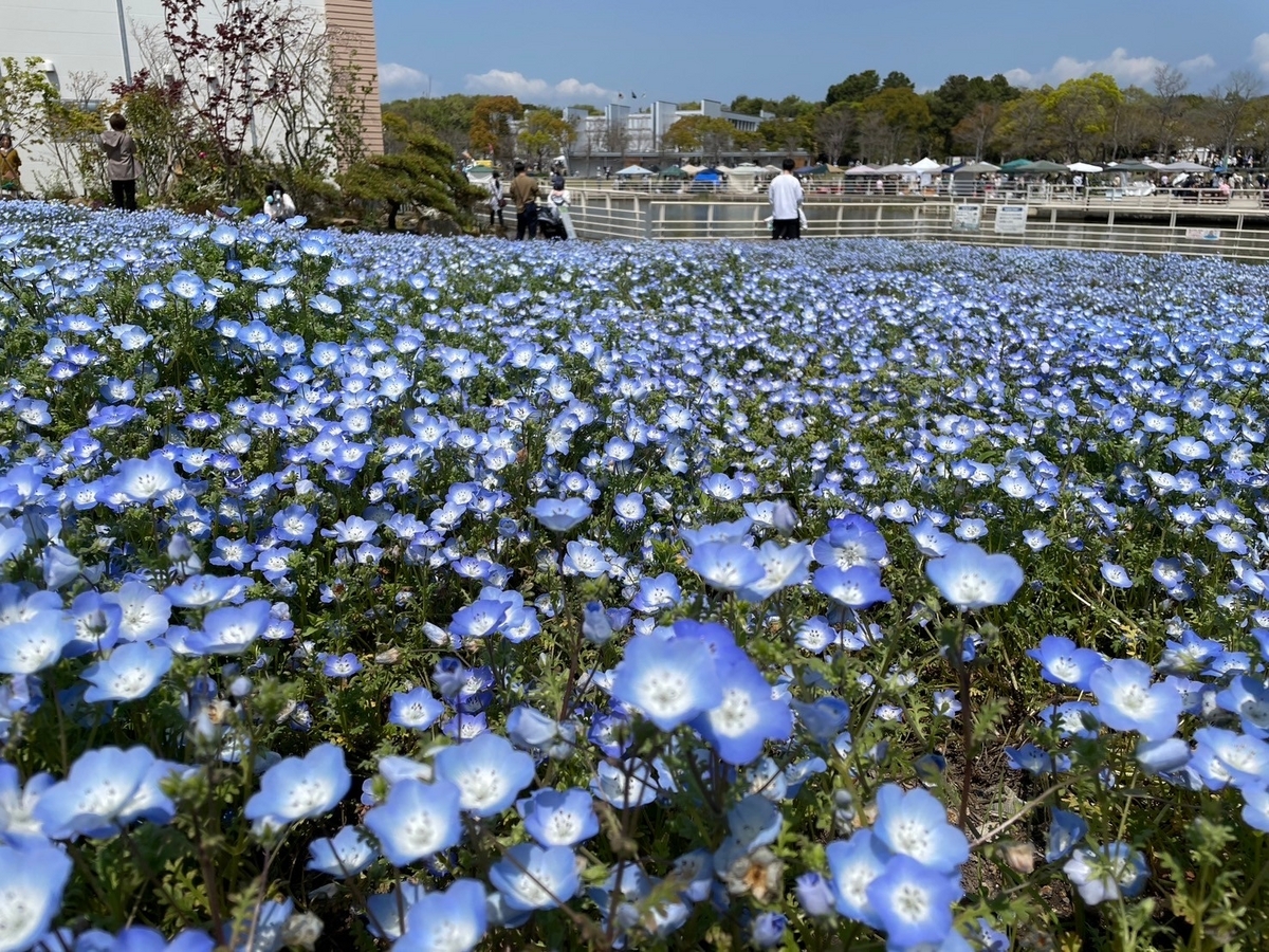 静岡県浜松市の浜名湖花博2024、浜名湖ガーデンパークのネモフィラ