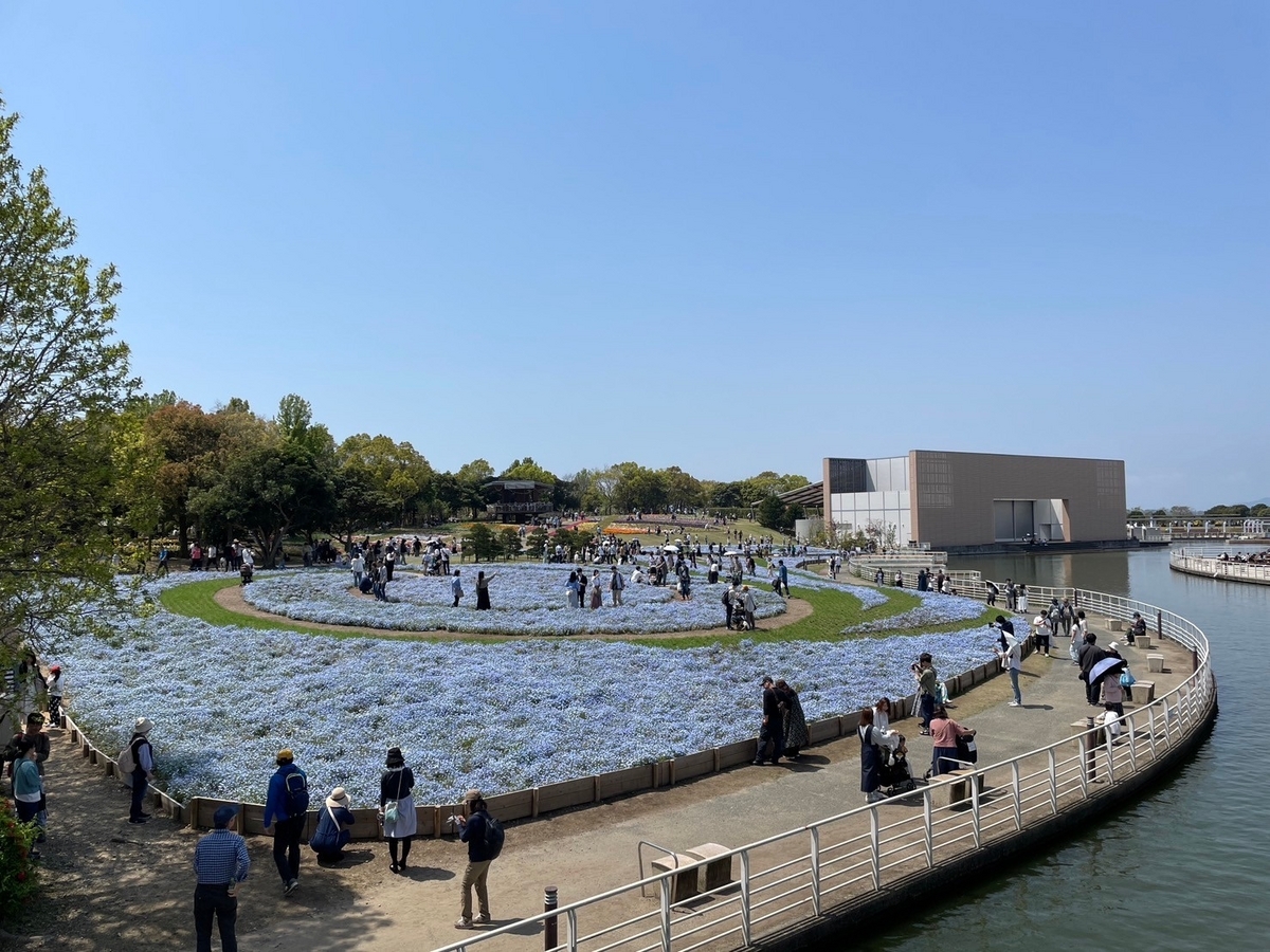 静岡県浜松市の浜名湖花博2024、浜名湖ガーデンパークのネモフィラ畑
