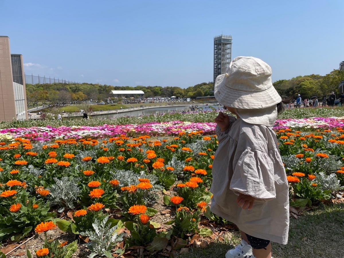 静岡県浜松市の浜名湖花博2024、浜名湖ガーデンパークの花ひろばのマリーゴールド