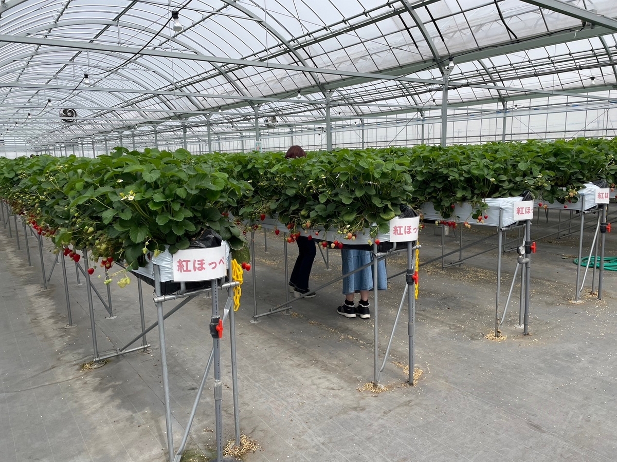 知多半島のいちご狩りレポ｜知多市こうの巣にあるベリーベリーファームの品種