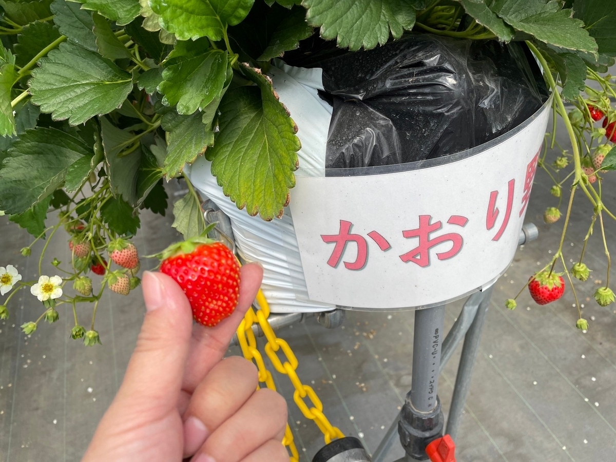 知多半島のいちご狩りレポ｜知多市こうの巣にあるベリーベリーファームのかおり野
