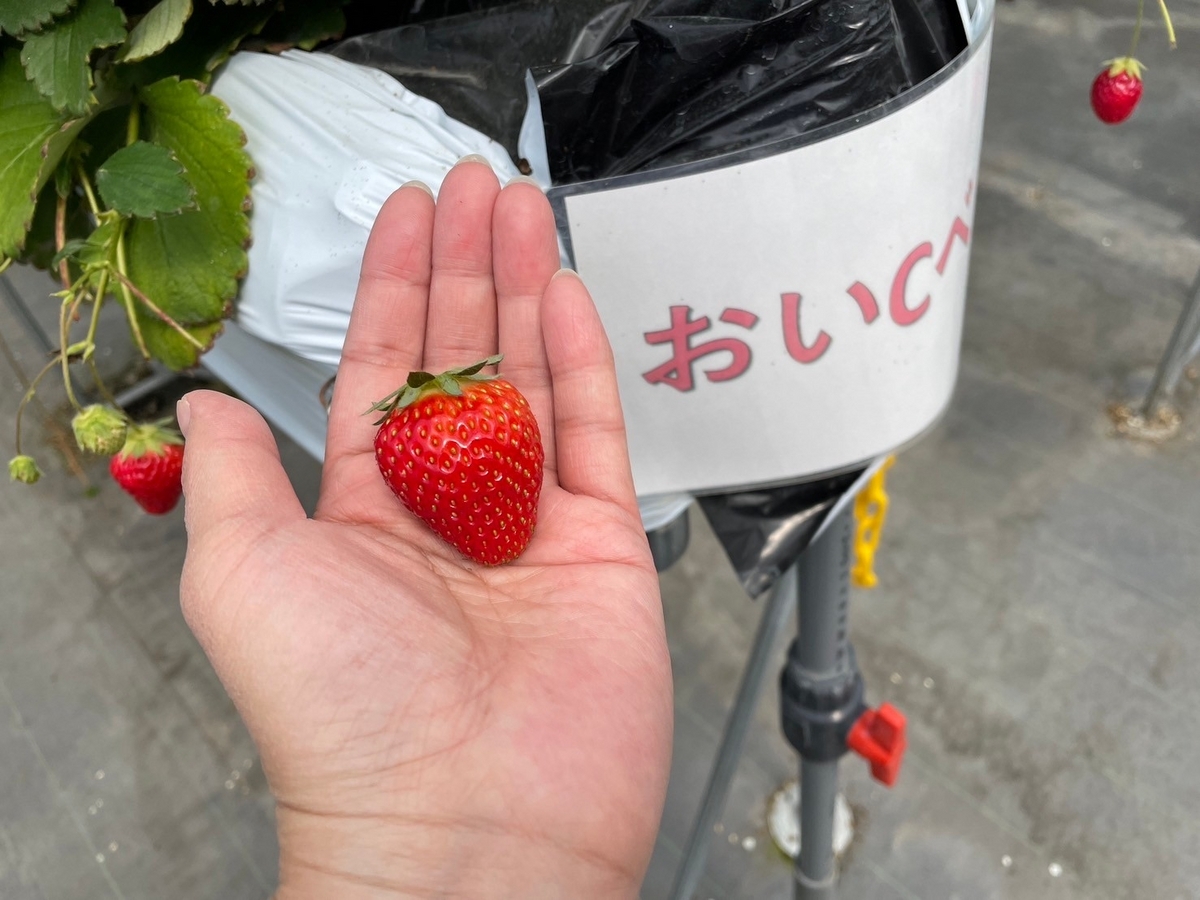 知多半島のいちご狩りレポ｜知多市こうの巣にあるベリーベリーファームのおいCベリー