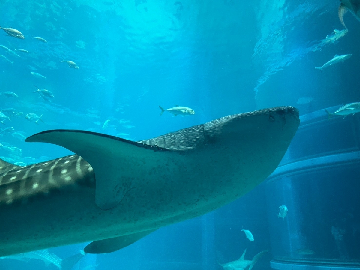 海をスイスイ～♪ジンベイザメ （ジンベエザメが4匹 | 三つ子の母に 
