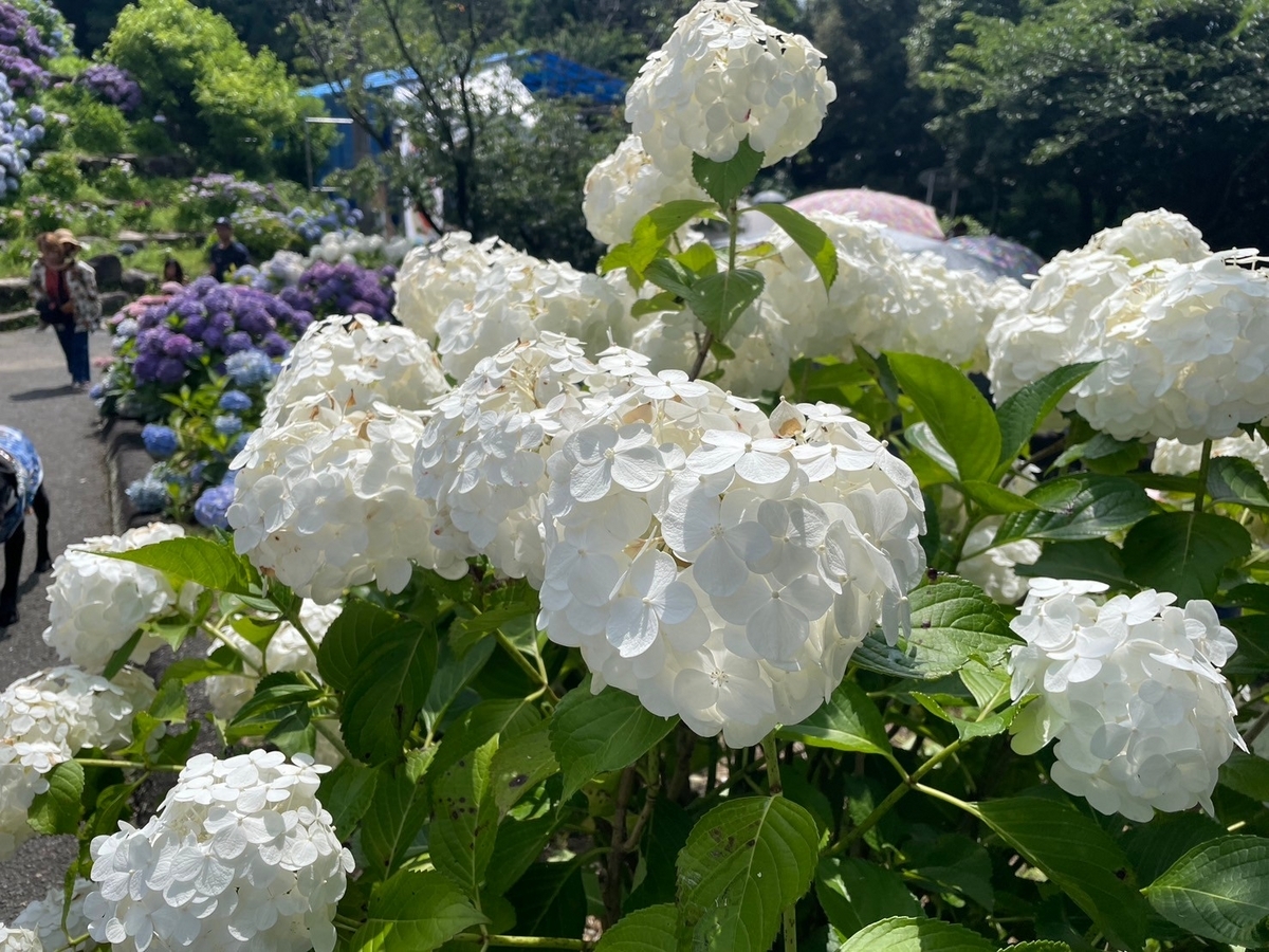 愛知県蒲郡市にある形原温泉あじさいの里のあじさいの白いアジサイ