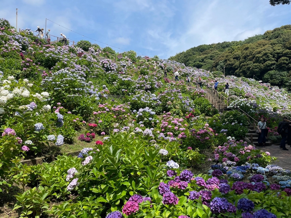 愛知県蒲郡市にあるあじさいのスポット「形原温泉あじさいの里」のあじさい