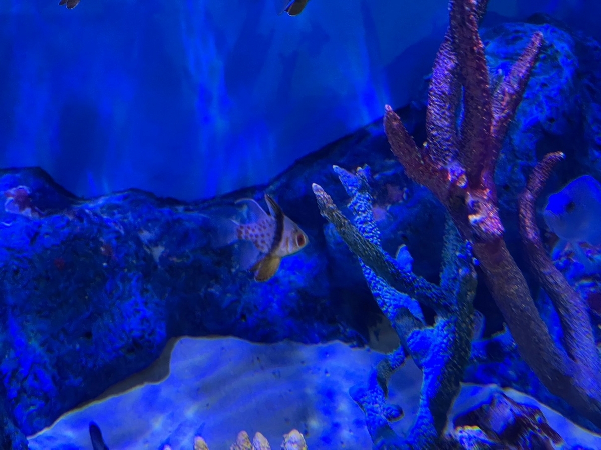 愛知県蒲郡市にある竹島水族館のいちごパンツをはいたような魚