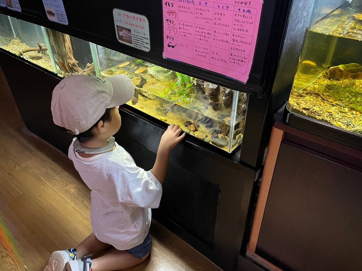 愛知県蒲郡市にある竹島水族館のいもりとヤモリの水槽