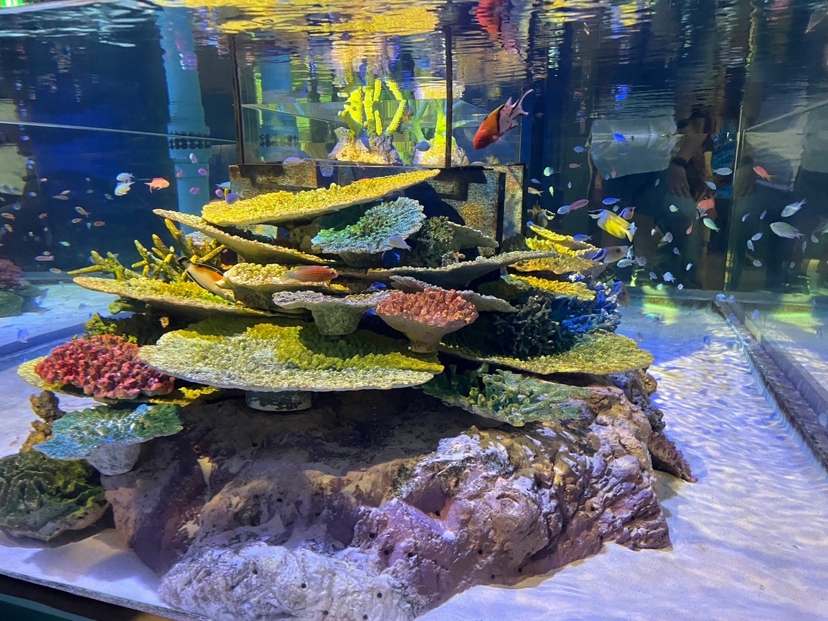 愛知県蒲郡市にある竹島水族館の展示