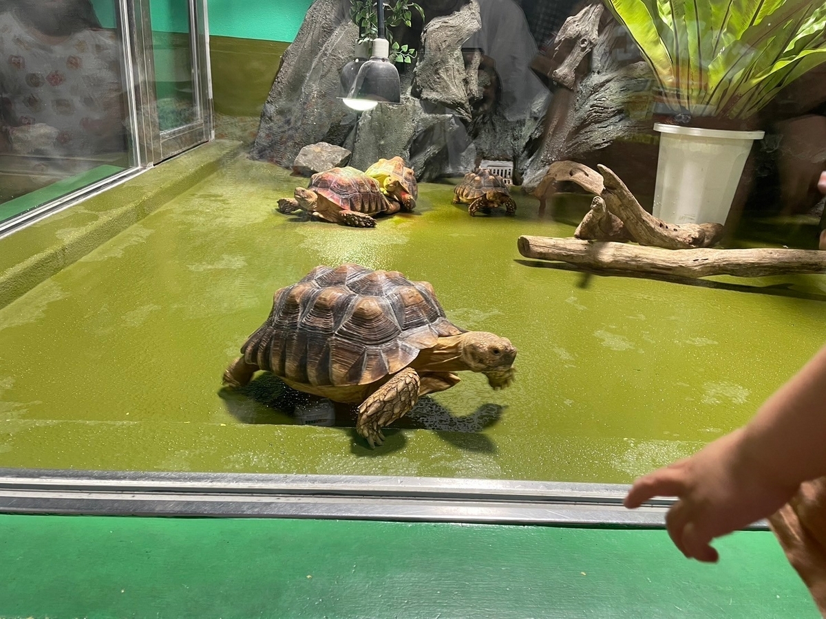 愛知県蒲郡市にある竹島水族館の展示（亀）