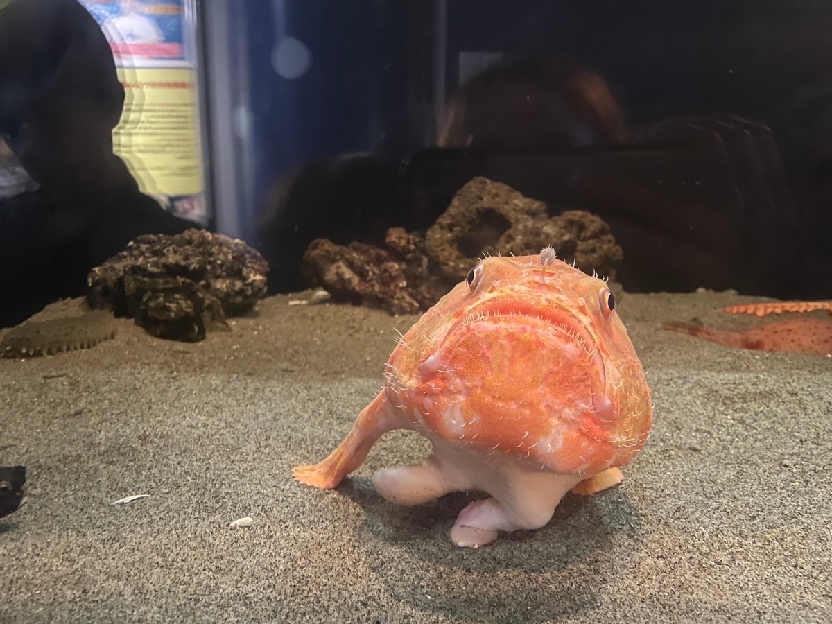 愛知県蒲郡市にある竹島水族館の深海魚ホンフサアンコウ