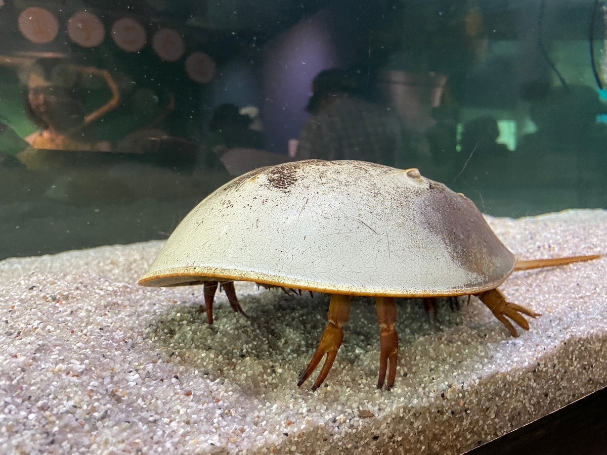 愛知県蒲郡市にある竹島水族館のカブトガニ