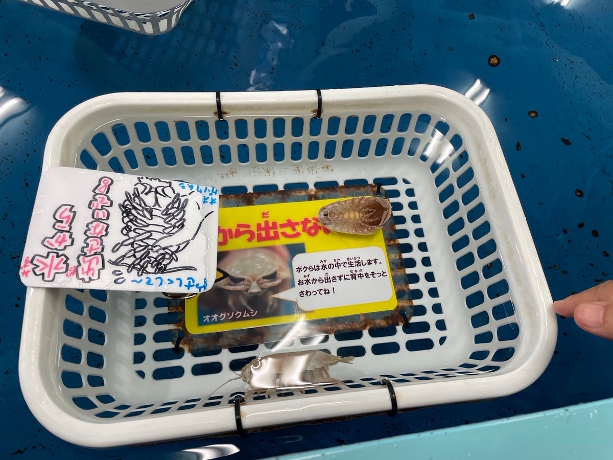 愛知県蒲郡市にある竹島水族館のふれあいコーナーオオグソクムシ