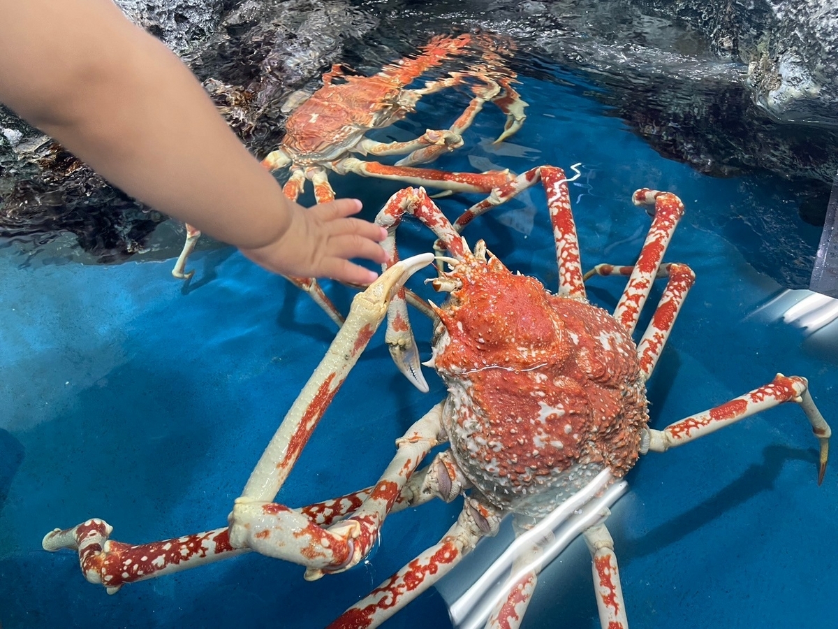 愛知県蒲郡市にある竹島水族館のふれあいコーナーのタカアシガニ