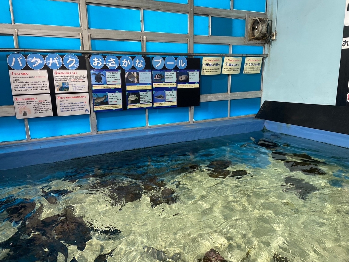 愛知県蒲郡市にある竹島水族館のエサやり