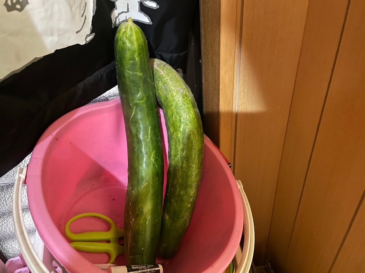 おばけきゅうり
