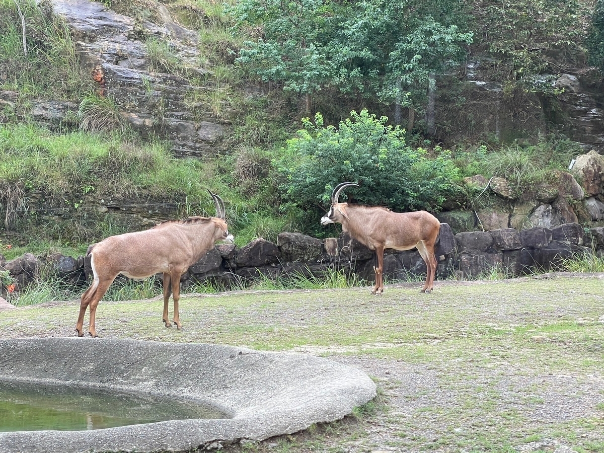 子どもとおでかけ｜和歌山のアドベンチャーワールドのサファリツアーケニア号からみる草食動物
