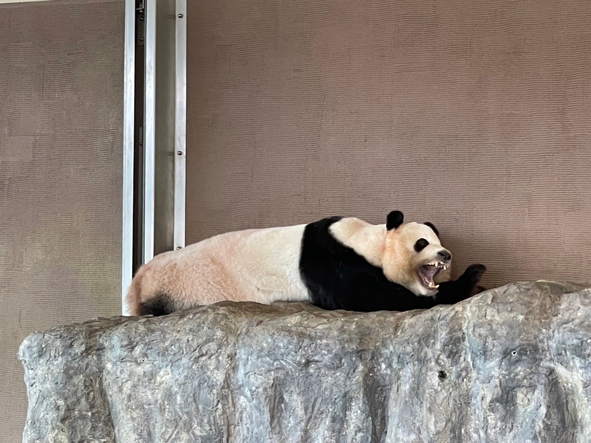 子どもとおでかけ｜和歌山にあるアドベンチャーワールドのパンダ