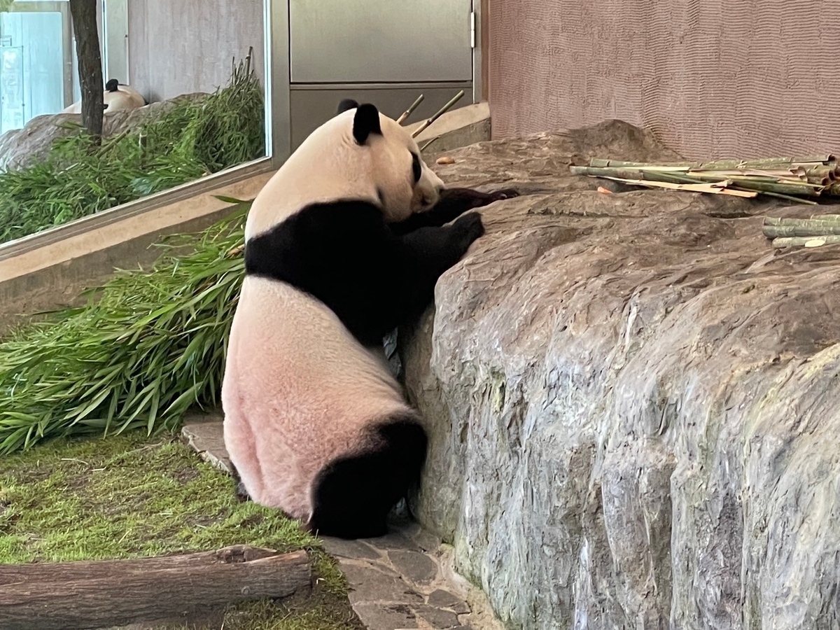子どもとおでかけ｜和歌山にあるアドベンチャーワールドのジャイアントパンダ展示「パンダラブ」