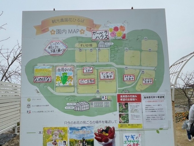知多半島観光｜南知多町にある菜の花やひまわり畑が人気の花ひろば