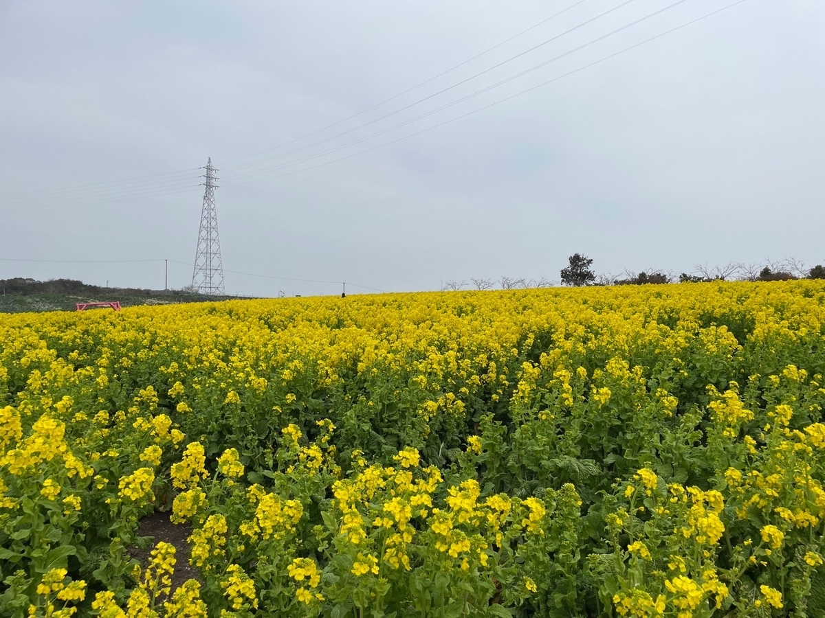 知多半島観光｜南知多町にある菜の花やひまわり畑が人気の花ひろばの菜の花畑