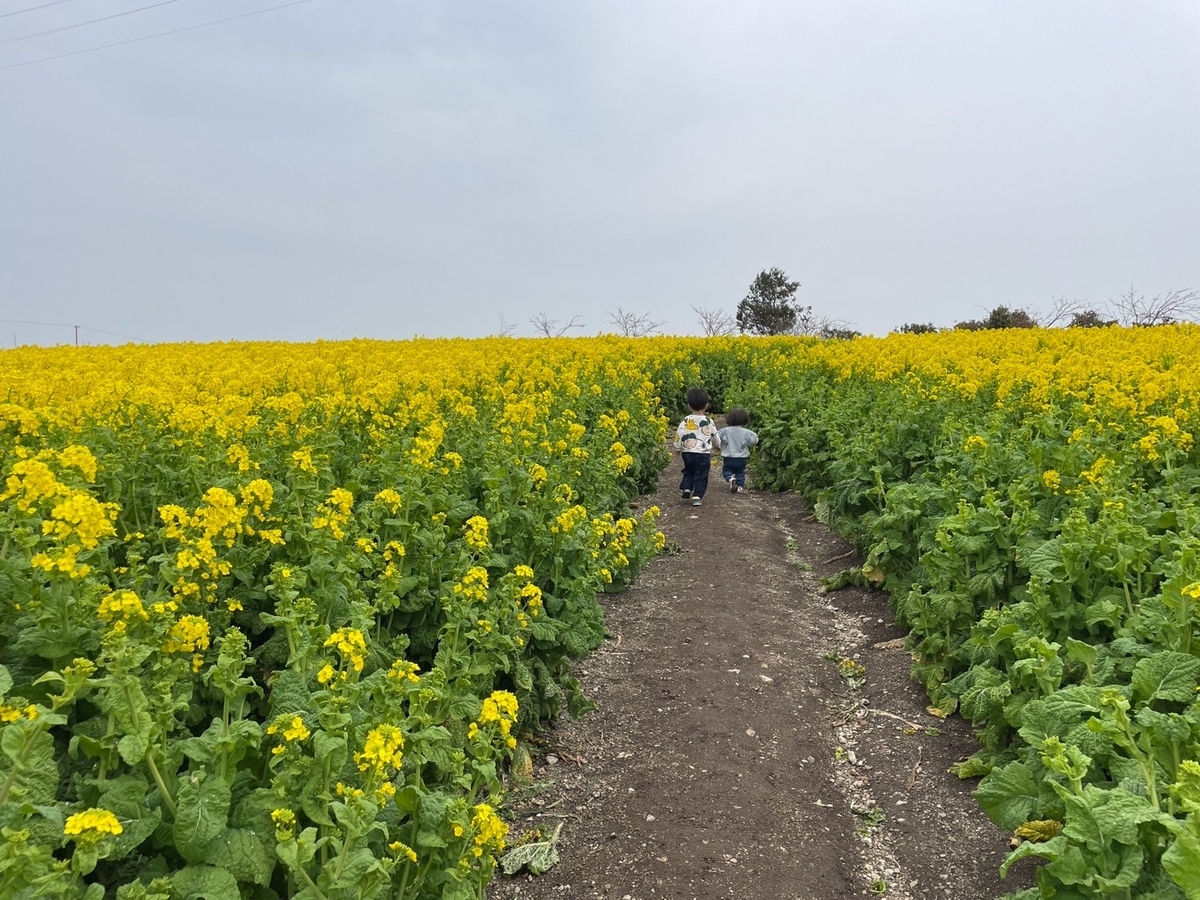 知多半島観光｜南知多町にある菜の花やひまわり畑が人気の花ひろばを走る子ども達